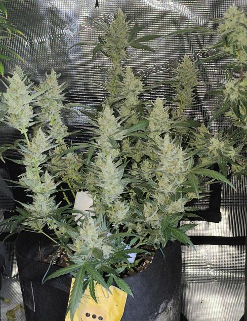 Strawberry Cheesecake Seedsman. Week 9 - top