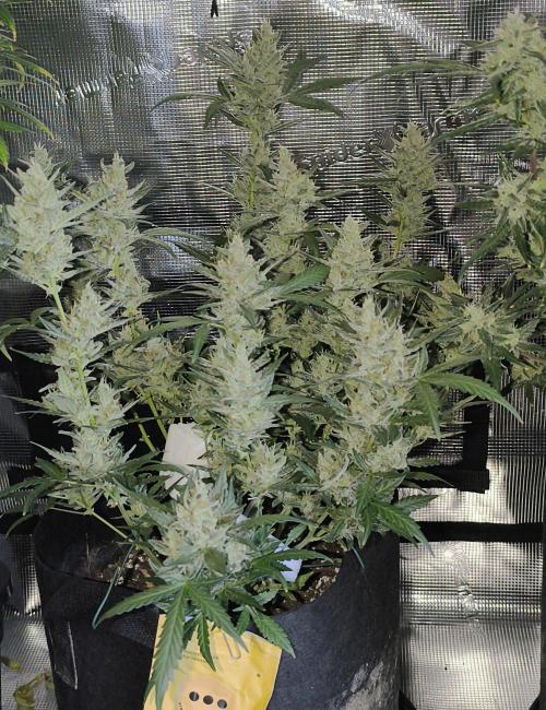 Strawberry Cheesecake Seedsman. Week 9 - top