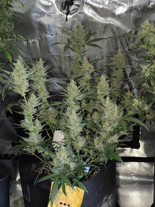 Strawberry Cheesecake Seedsman. Week 9 - top