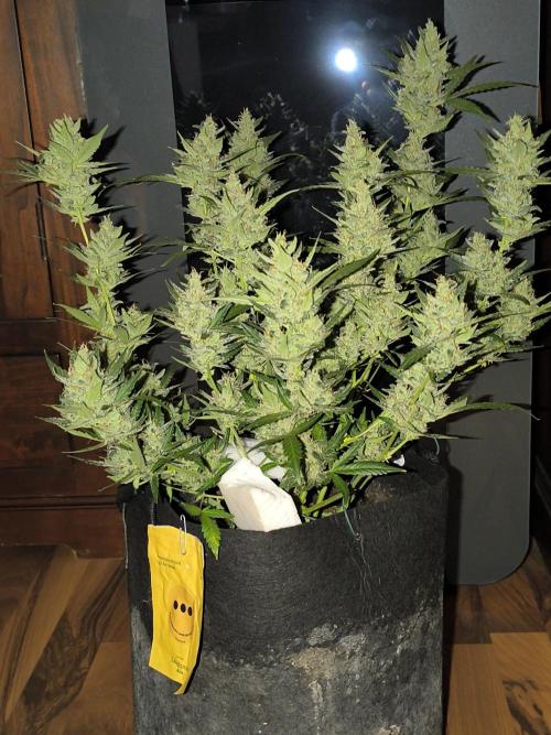 Strawberry Cheesecake Seedsman. Week 10 - Heute Köpfchen ab ...🍰hat Spaß gemacht und die werde ich noch einmal machen.