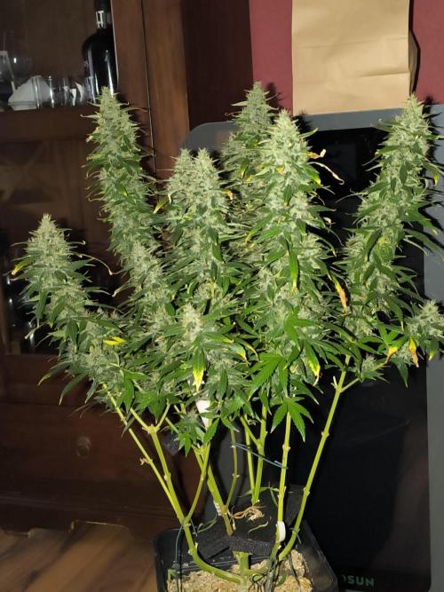 Grow Tent 4.5x2x6.5. Week 11