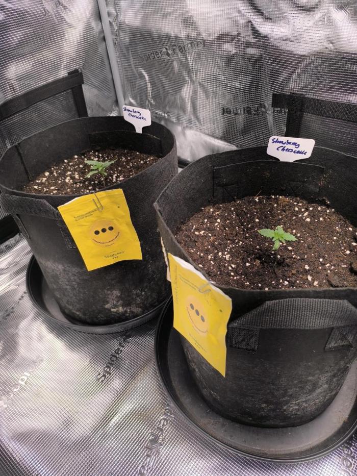 Strawberry Cheesecake Seedsman. Week 0 - top👍👍👍🍰🍰🍰 Strawberry Cheesecake von Seedsman!