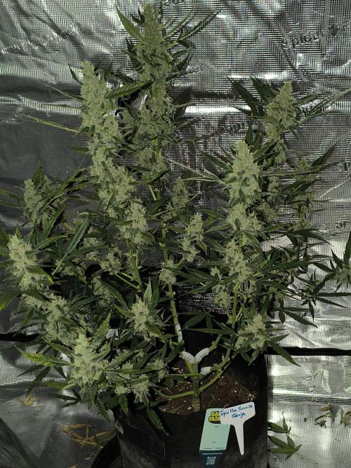 Tequila Sunrise Ganja Farmer. Week 10 - war OK....