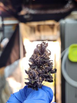 Comment by sKream photo #1