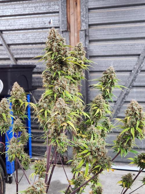 Blue dream auto. Week 14