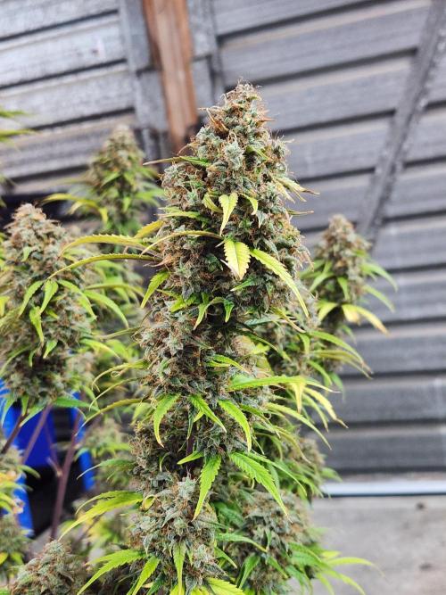 Blue dream auto. Week 14