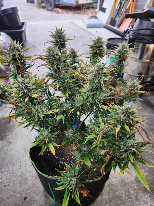 Jack herer auto. Week 13