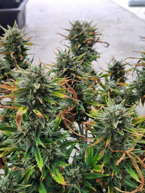 Jack herer auto. Week 13