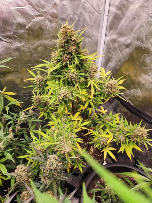 Bicotti auto. Week 10