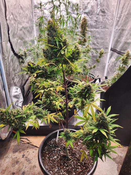 Bicotti auto. Week 10