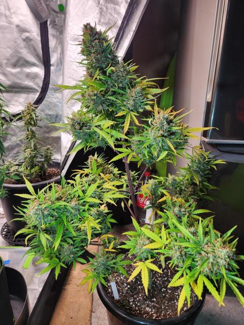 Bicotti auto. Week 10