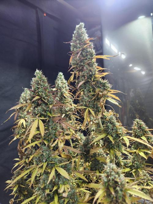 Bruce banner auto. Week 13