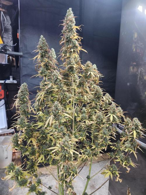 Bruce banner auto. Week 13