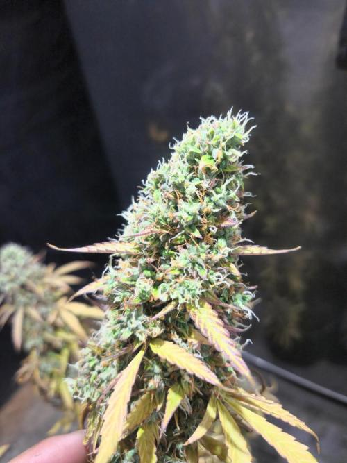 Bruce banner auto. Week 13
