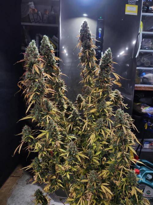 Bruce banner auto. Week 13