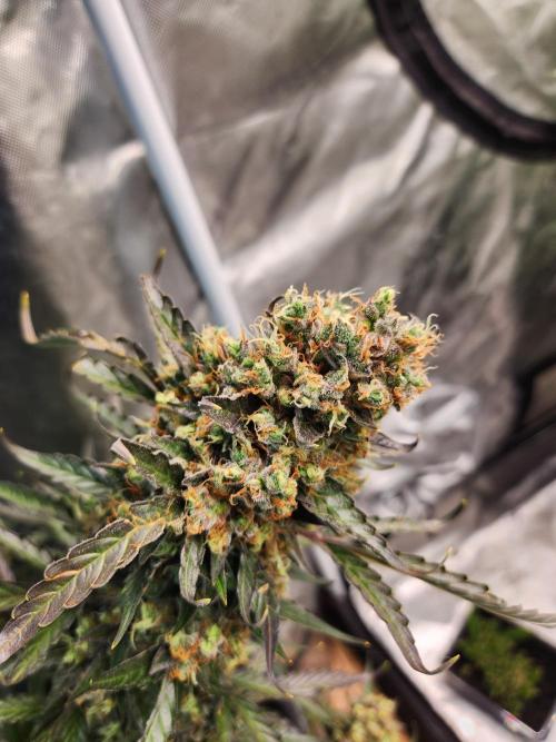 Jack herer auto. Week 9