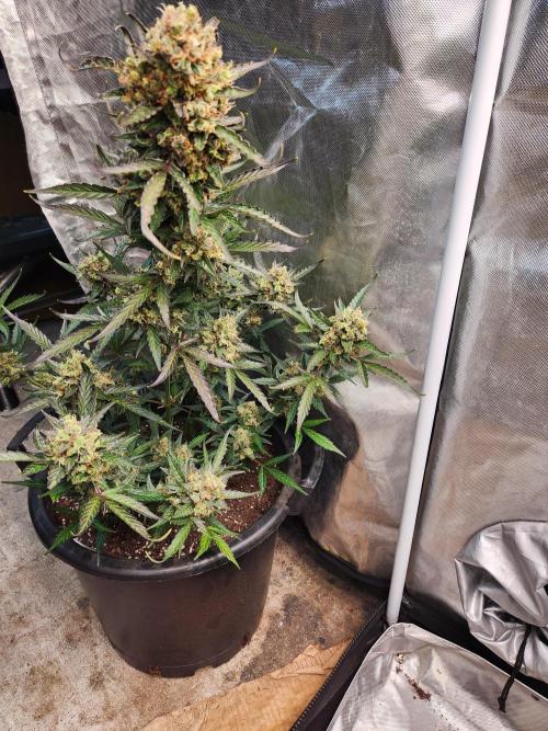 Jack herer auto. Week 9
