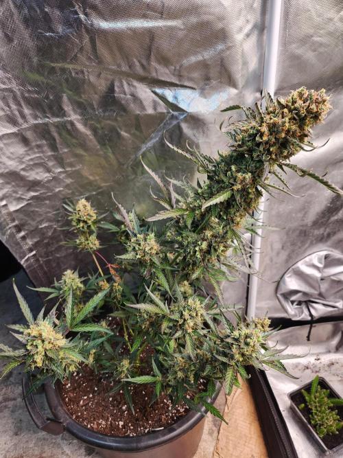 Jack herer auto. Week 9