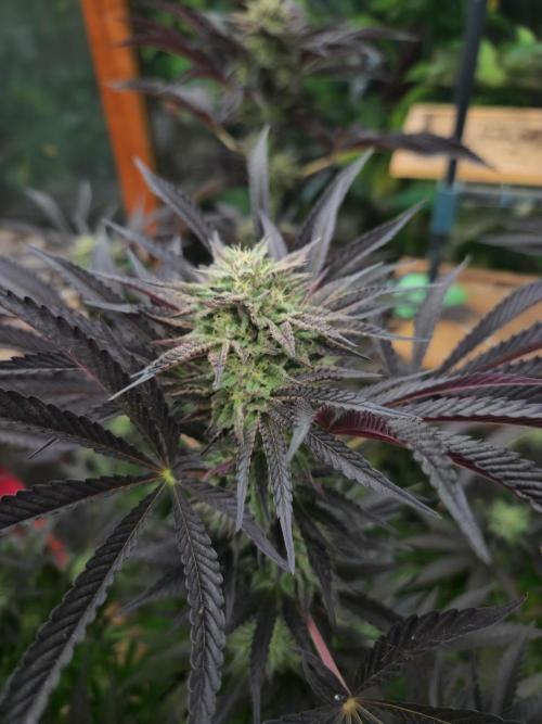 Lychee, mylar magic x lemon cherry gelat. Week 7
