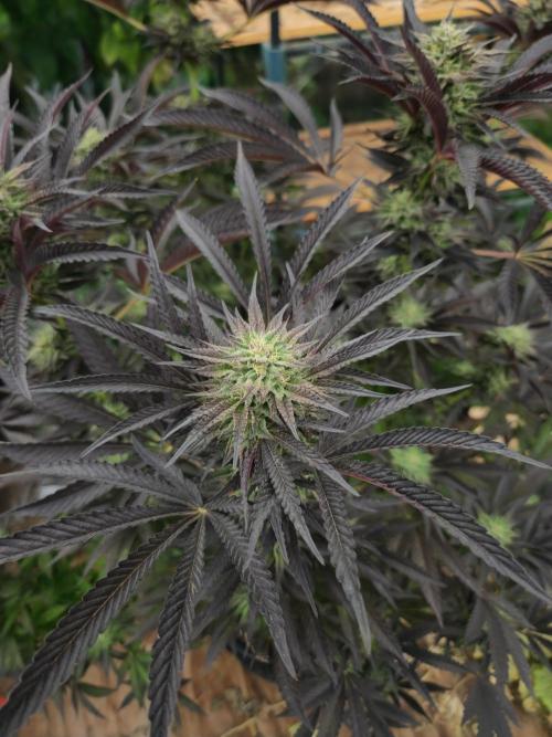 Lychee, mylar magic x lemon cherry gelat. Week 7