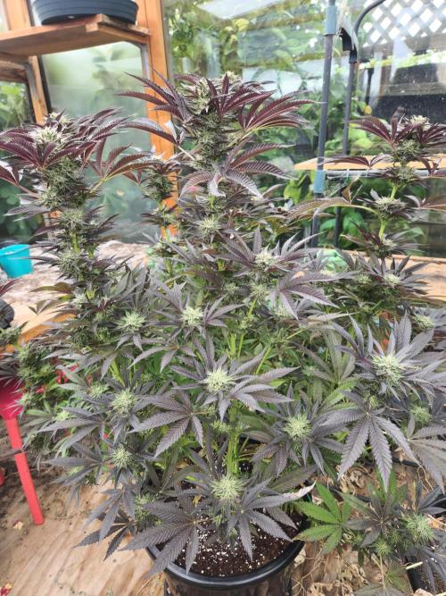 Lychee, mylar magic x lemon cherry gelat. Week 7