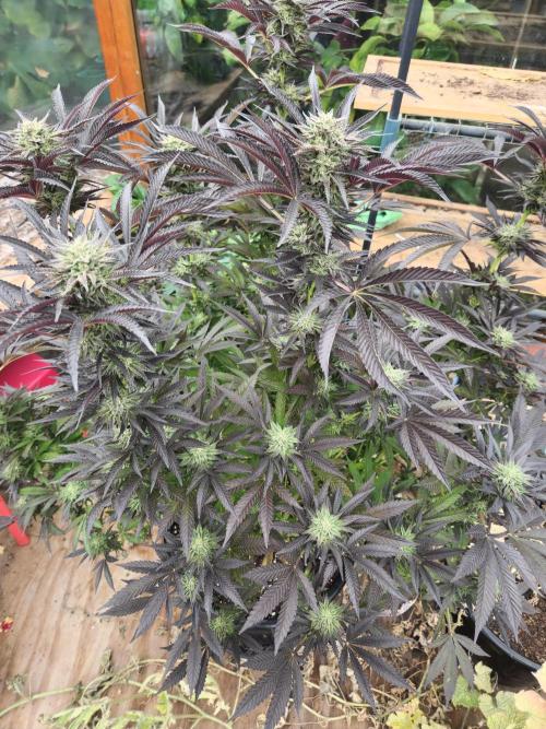 Lychee, mylar magic x lemon cherry gelat. Week 7