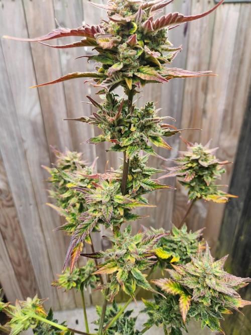 Polar express. Week 9