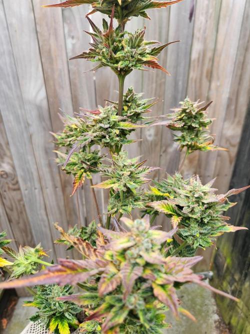 Polar express. Week 9