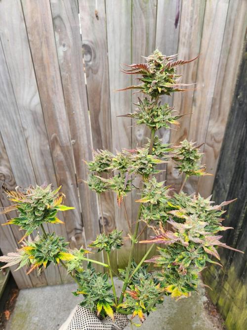 Polar express. Week 9