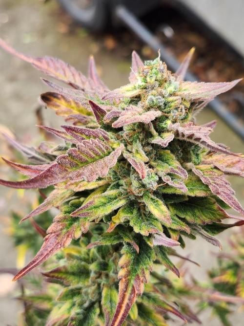 Polar express. Week 9