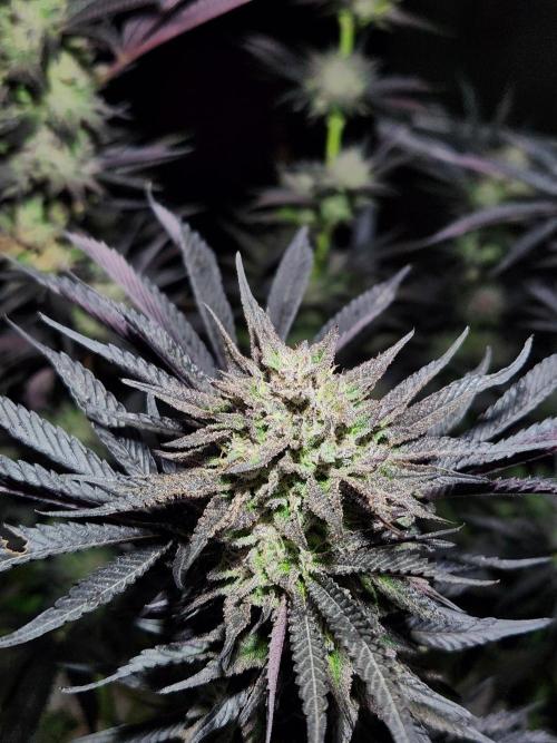 Lychee, mylar magic x lemon cherry gelat. Week 9