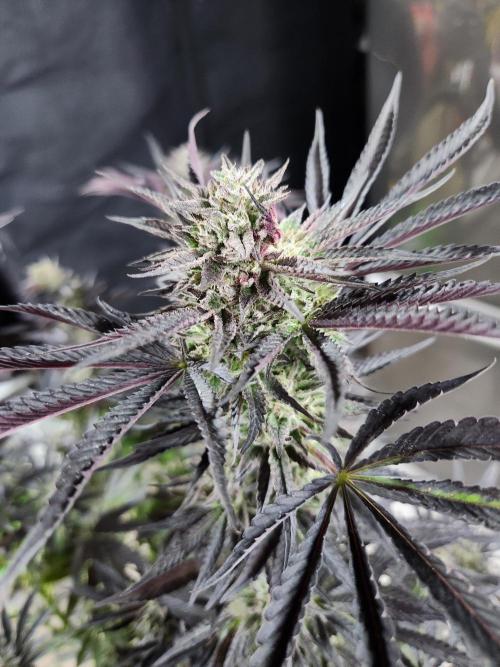 Lychee, mylar magic x lemon cherry gelat. Week 9