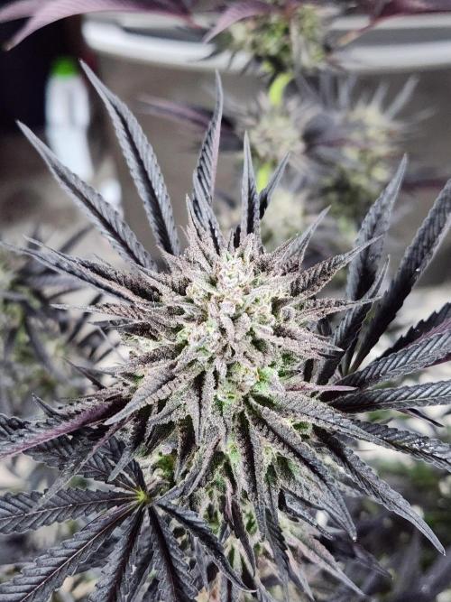 Lychee, mylar magic x lemon cherry gelat. Week 9