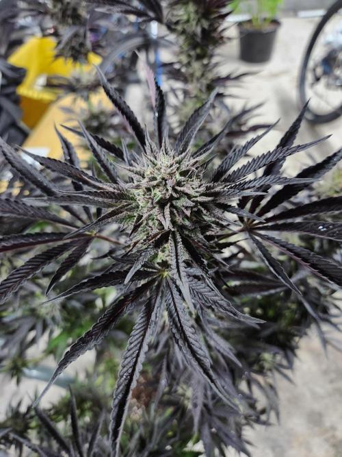 Lychee, mylar magic x lemon cherry gelat. Week 9
