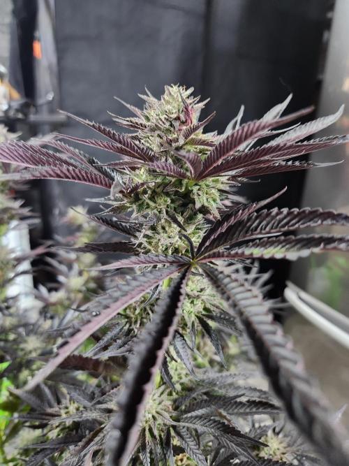 Lychee, mylar magic x lemon cherry gelat. Week 9