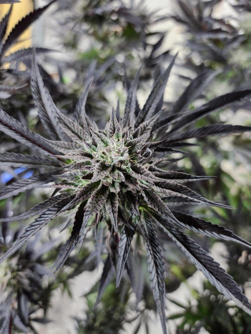 Lychee, mylar magic x lemon cherry gelat. Week 9