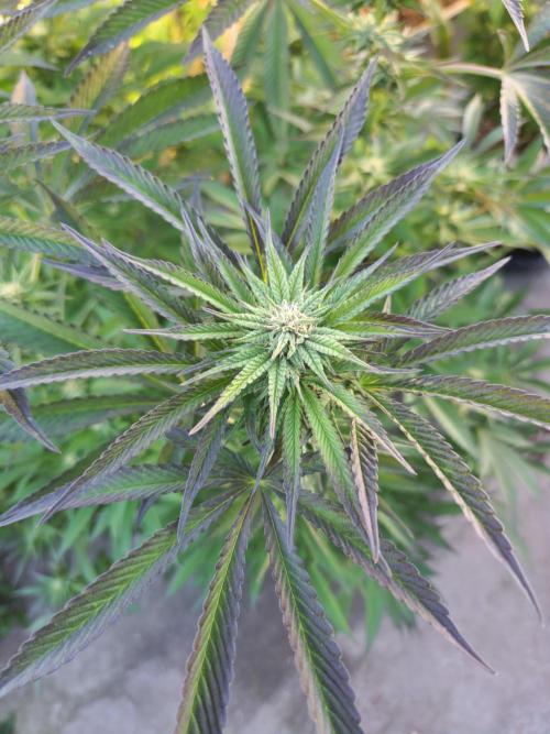 Frozen afghan mintz. Week 4