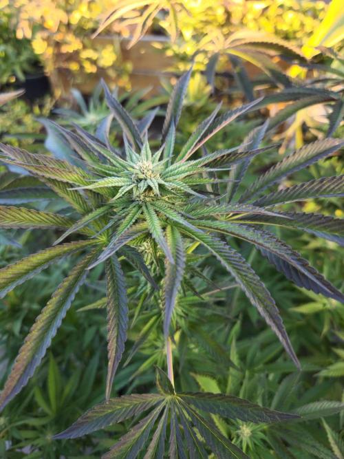 Frozen afghan mintz. Week 4