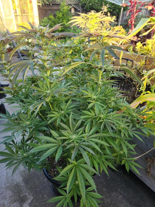 Frozen afghan mintz. Week 4
