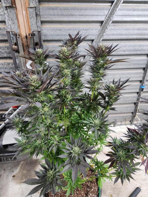 Frozen afghan mintz. Week 9