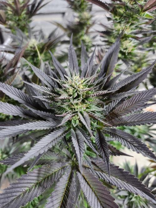 Frozen afghan mintz. Week 9