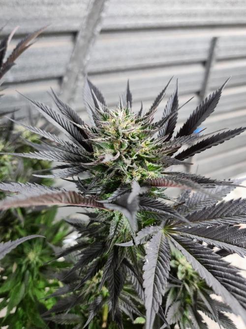 Frozen afghan mintz. Week 9