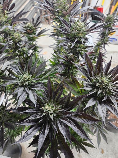 Frozen afghan mintz. Week 9