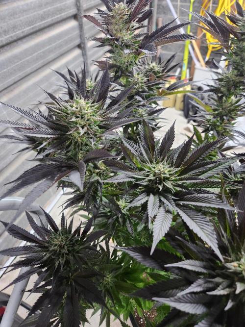 Frozen afghan mintz. Week 9