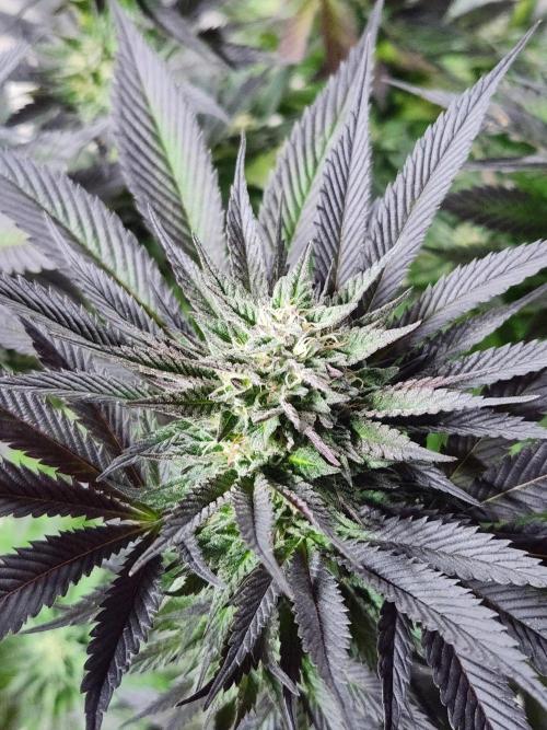 Frozen afghan mintz. Week 9