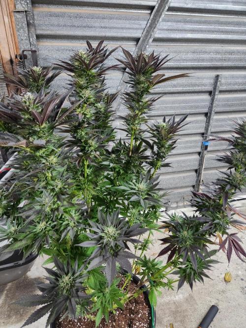 Frozen afghan mintz. Week 10