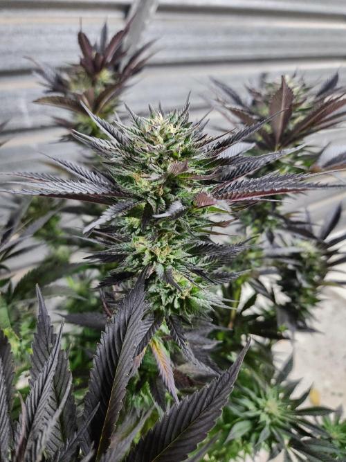Frozen afghan mintz. Week 10