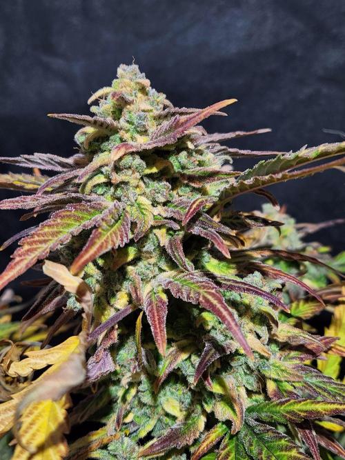 Polar express Auto. Week 9