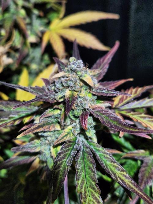 Polar express Auto. Week 9