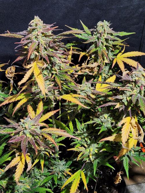 Polar express Auto. Week 9